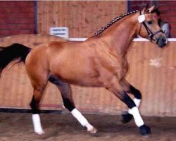 horse Florin Gold (Deutsches Reitpferd, 1998, from Burbon)