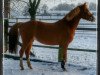 broodmare Gwendoline (German Riding Pony, 2008, from Gentleman)