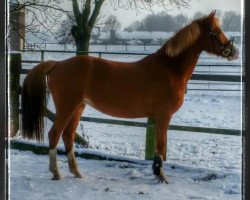 Dressurpferd Gwendoline (Deutsches Reitpony, 2008, von Gentleman)