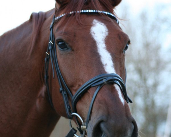jumper Pamina (German Sport Horse, 2005, from Loredano 2)