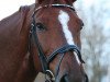 jumper Pamina (German Sport Horse, 2005, from Loredano 2)