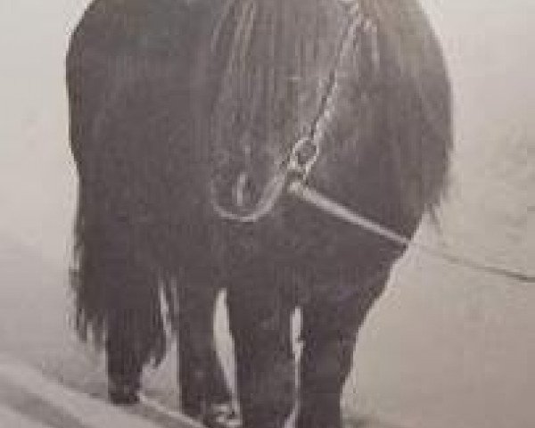 Deckhengst Percy of Netherley (Shetland Pony, 1961, von Harviestoun Ringan)