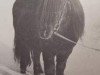 stallion Percy of Netherley (Shetland Pony, 1961, from Harviestoun Ringan)