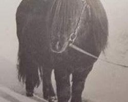 Deckhengst Percy of Netherley (Shetland Pony, 1961, von Harviestoun Ringan)