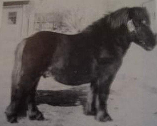 stallion Östertorps Dagobert (Shetland pony (under 87 cm), 1978, from Lockinge Napoleon)