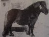 stallion Östertorps Dagobert (Shetland pony (under 87 cm), 1978, from Lockinge Napoleon)