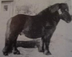 Deckhengst Östertorps Dagobert (Shetland Pony (unter 87 cm), 1978, von Lockinge Napoleon)