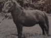 stallion Lockinge Napoleon (Shetland Pony, 1973, from Lockinge Gilles)