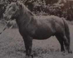 Deckhengst Lockinge Napoleon (Shetland Pony, 1973, von Lockinge Gilles)