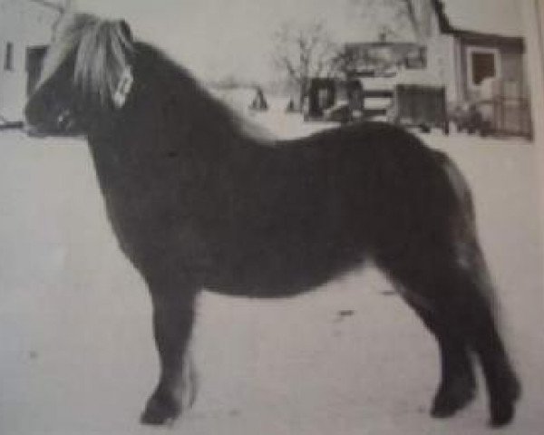 stallion Repelsteeltje van de Kersenhof (Shetland pony (under 87 cm), 1980, from Cola of little H.)