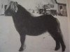 stallion Repelsteeltje van de Kersenhof (Shetland pony (under 87 cm), 1980, from Cola of little H.)