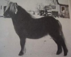 stallion Repelsteeltje van de Kersenhof (Shetland pony (under 87 cm), 1980, from Cola of little H.)