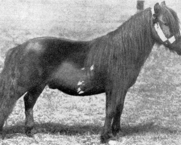 stallion Laird of Noss (Shetland Pony, 1880, from Jack)