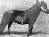 stallion Laird of Noss (Shetland Pony, 1880, from Jack)
