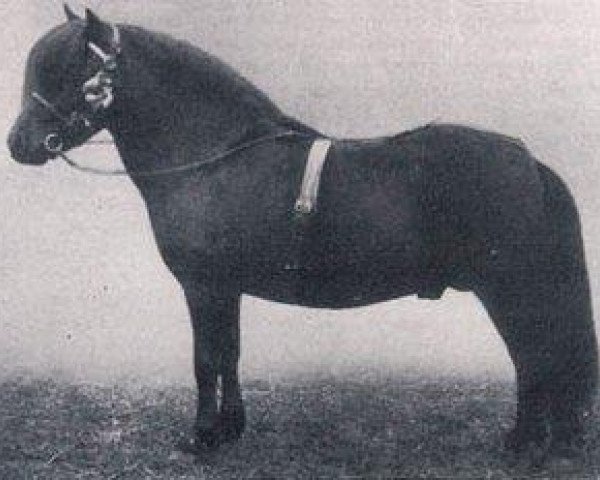 Deckhengst Dollar Boy (Shetland Pony, 1926, von Bravo of Earlshall)