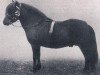 Deckhengst Dollar Boy (Shetland Pony, 1926, von Bravo of Earlshall)
