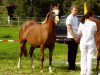 broodmare Hoogveld's Imelda (Nederlands Welsh Ridepony, 1992, from Jacobspeel's Rocky)