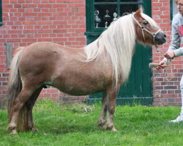 Zuchtstute Odyllia van Vries (Shetland Pony, 1999, von Grandioso van Wegdam)