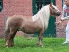 broodmare Odyllia van Vries (Shetland Pony, 1999, from Grandioso van Wegdam)
