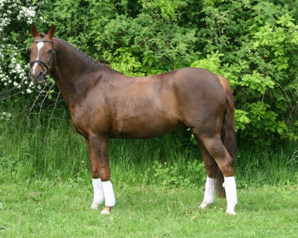 stallion Falkenhofs Mon Cher (German Riding Pony, 1997, from Marduc)