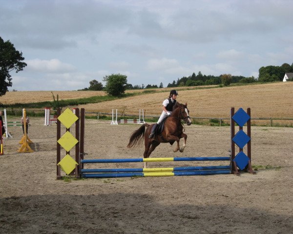 broodmare Falkenhofs Infinity (German Riding Pony, 2005, from Falkenhofs Mon Cher)