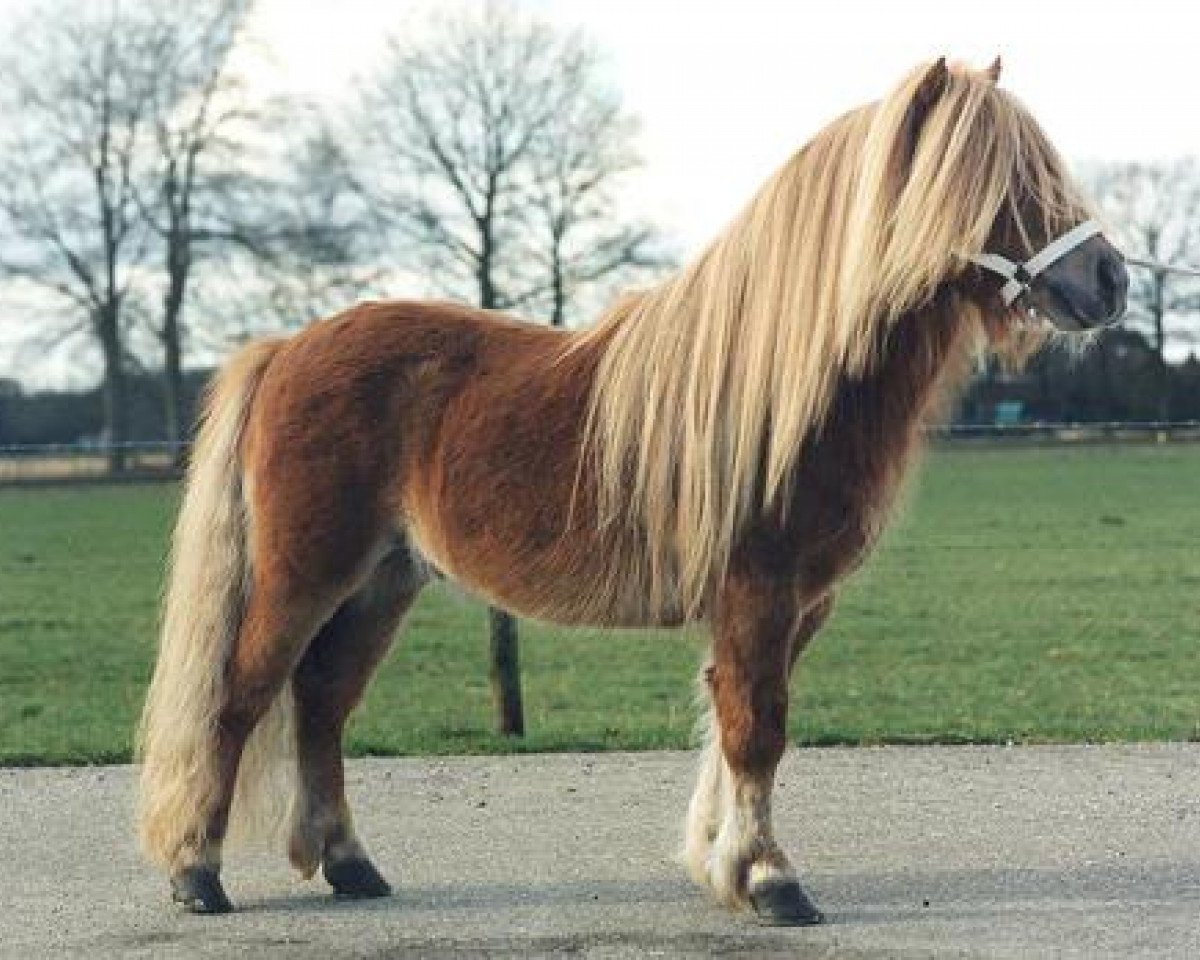 Deckhengst Grandioso van Wegdam (Shetland Pony, 1992, von Adam van Spuitjesdom)