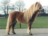 Deckhengst Grandioso van Wegdam (Shetland Pony, 1992, von Adam van Spuitjesdom)