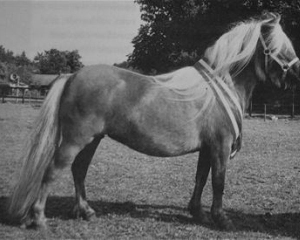 Zuchtstute Lonneke L.H. (Shetland Pony, 1995, von Grandioso van Wegdam)
