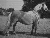 Zuchtstute Lonneke L.H. (Shetland Pony, 1995, von Grandioso van Wegdam)