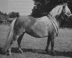 broodmare Lonneke L.H. (Shetland Pony, 1995, from Grandioso van Wegdam)