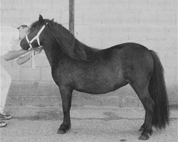 Pferd Otje van 't Hooilandje (Shetland Pony, 1999, von Jeffry van de Viersprong)