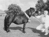 broodmare Florianne van de Horst (Shetland Pony, 1991, from August van de Kosterweide)