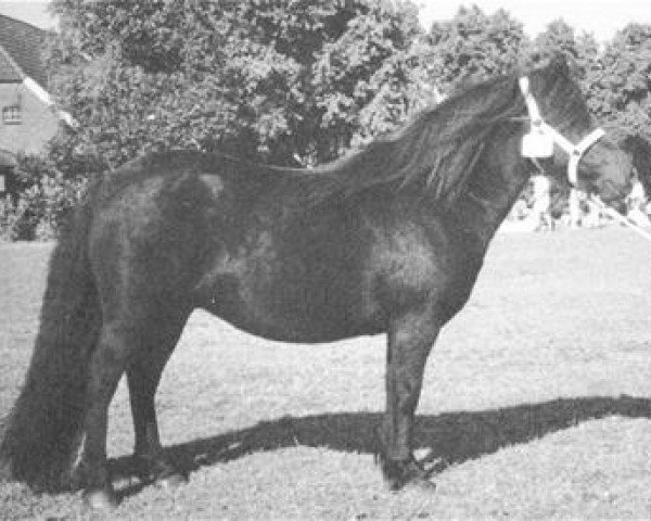 Pferd Izabela van de Riekshoeve (Shetland Pony, 1994, von Dutchman van de Zandkamp)