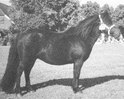 Pferd Izabela van de Riekshoeve (Shetland Pony, 1994, von Dutchman van de Zandkamp)