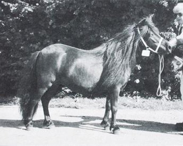 horse Jill LMN (Shetland Pony, 1994, from Lord Gloom van Vliek)