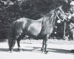 Pferd Jill LMN (Shetland Pony, 1994, von Lord Gloom van Vliek)