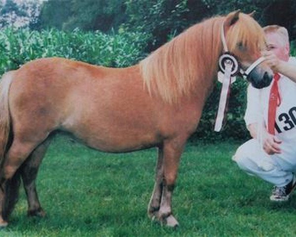 Zuchtstute Janien v.d. Bosrand (Shetland Pony, 1994, von Ceasar van de Mortel)