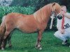 broodmare Janien v.d. Bosrand (Shetland Pony, 1994, from Ceasar van de Mortel)