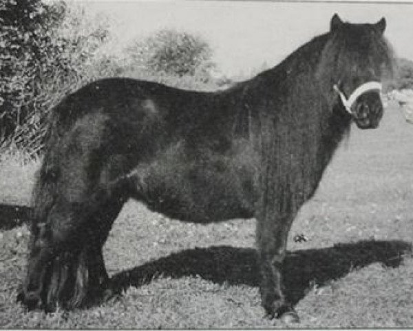 Pferd Highlight van Wittenburg (Shetland Pony, 1993, von Thank You van de Stoommolen)