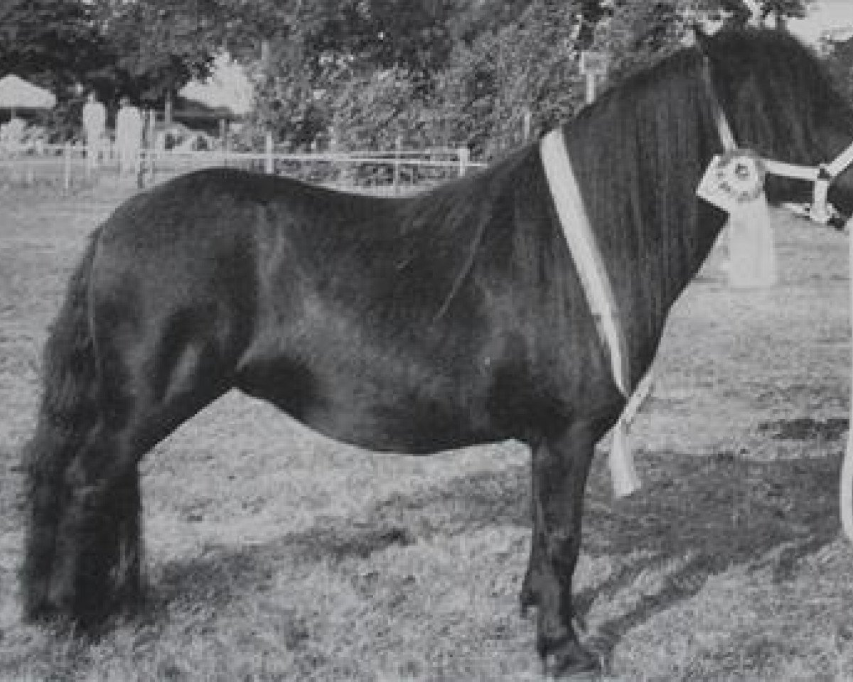 horse Fiola van de Eshoeve (Shetland Pony, 1991, from Thank You van de Stoommolen)