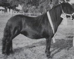 Pferd Fiola van de Eshoeve (Shetland Pony, 1991, von Thank You van de Stoommolen)