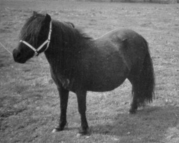 horse Astrid van de Tienmaatsweg (Shetland Pony, 1986, from Taccar van de Roombergen)