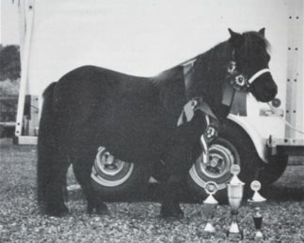 Zuchtstute Raine L.H. (Shetland Pony, 1980, von Kismet van Bunswaard)