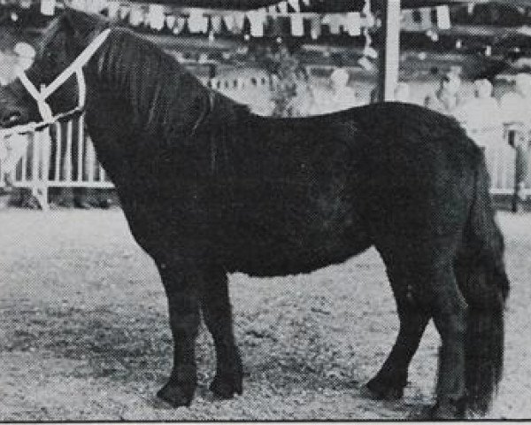 horse Zerina van de Tienmaatsweg (Shetland Pony, 1985, from Newton van Dorpzicht)