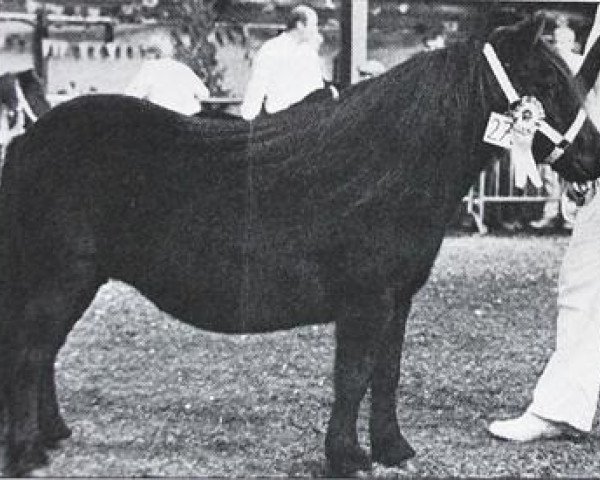 horse Odette van de Broeksteeg (Shetland Pony, 1978, from Fury van het Amsteleind)