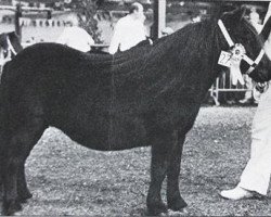 Pferd Odette van de Broeksteeg (Shetland Pony, 1978, von Fury van het Amsteleind)