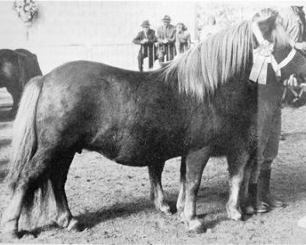 horse Dunstall Evona (Shetland Pony, 1977, from North Wells Golden Roussel)