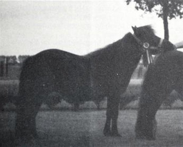 Pferd Premiere van Spuitjesdom (Shetland Pony, 1979, von Rosengo of Transy)