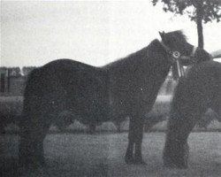 horse Premiere van Spuitjesdom (Shetland Pony, 1979, from Rosengo of Transy)