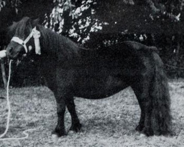 Zuchtstute Astoria of Netherley (Shetland Pony, 1971, von Gay Gordon of Netherley)